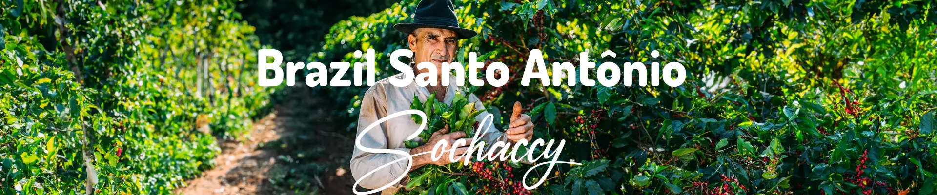 Kawa Brazylia Santo Antônio — świeżo palona Arabica, wiśnie, Palarnia Sochaccy
