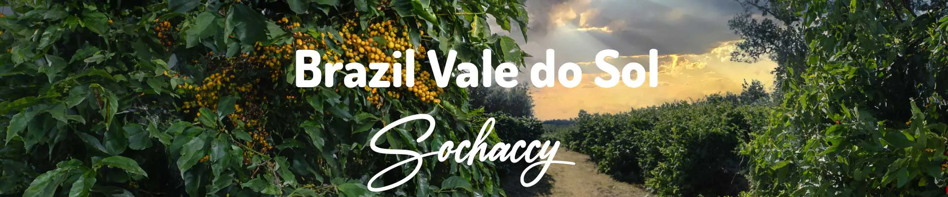 Kawa Brazylia Vale do Sol — świeżo palona Arabica specialty 83,50 pkt SCA, Orzechy, Palarnia Sochaccy