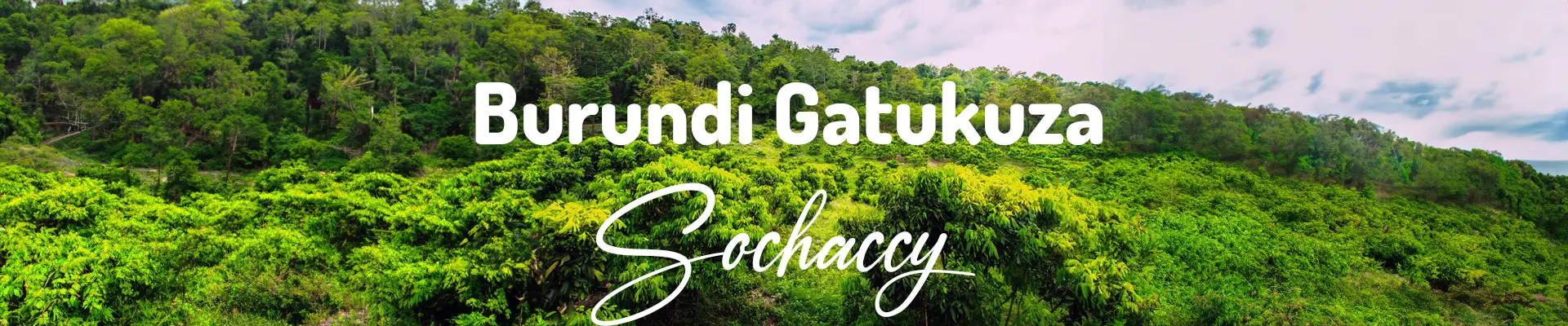 Kawa Burundi Gatukuza — świeżo palona Arabica specialty 85,50 pkt SCA, Czerwona Porzeczka, Palarnia Sochaccy