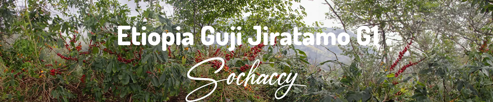 Kawa Etiopia Guji Jiratamo — świeżo palona Arabica, jagody leśne, Palarnia Sochaccy