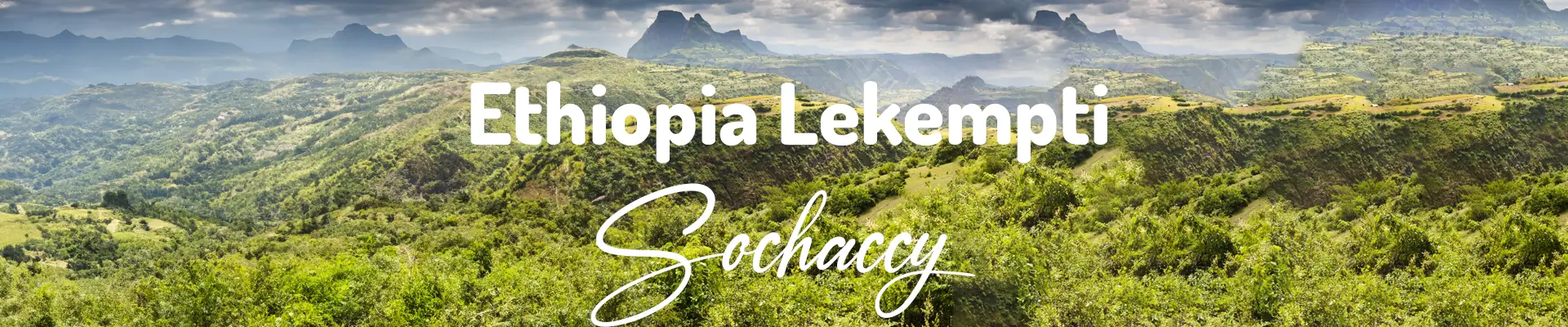 Kawa Etiopia Lekempti — świeżo palona Arabica specialty 81,50 pkt SCA, migdały, Palarnia Sochaccy