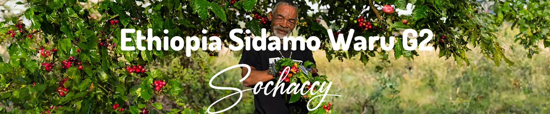 Kawa Etiopia Sidamo Waru — świeżo palona Arabica specialty 87,00 pkt SCA, jaśmin, Palarnia Sochaccy