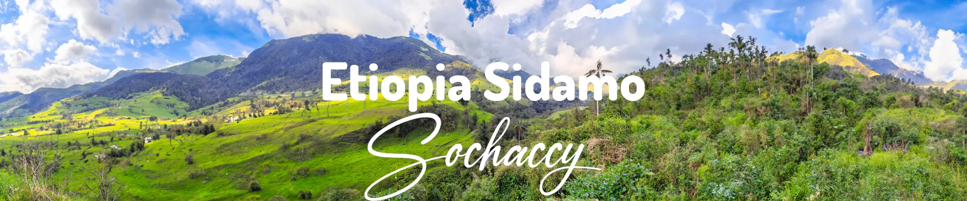 Kawa Etiopia Sidamo — świeżo palona Arabica specialty 86,50 pkt SCA, Zioła, Palarnia Sochaccy