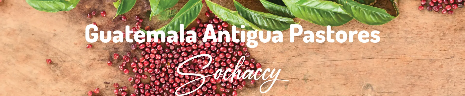 Kawa Gwatemala Antigua Pastores — świeżo palona Arabica specialty 84,50 pkt SCA, czekolada, Palarnia Sochaccy