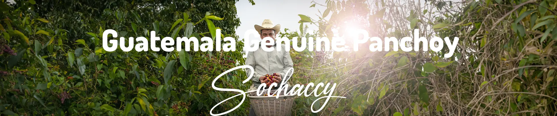 Kawa Gwatemala Panchoy — świeżo palona Arabica specialty 84,50 pkt SCA, Kwiaty, Palarnia Sochaccy