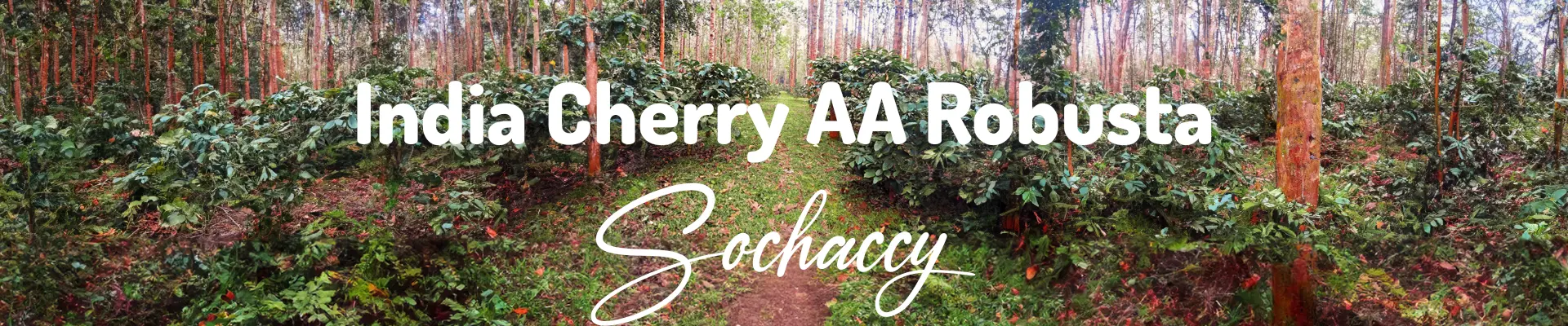Kawa India Cherry — świeżo palona Robusta, Zioła, Palarnia Sochaccy