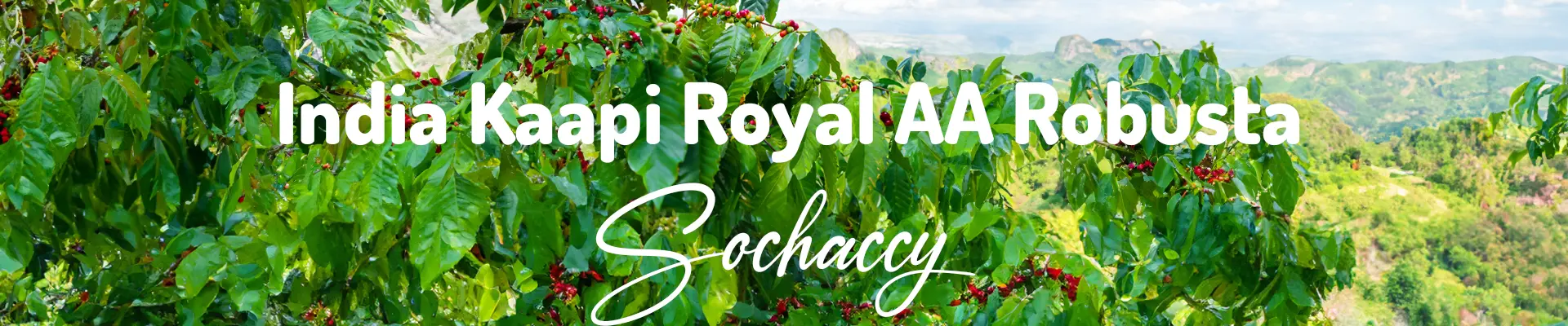 Kawa India Kaapi Royal — świeżo palona Robusta, Pieprz, Palarnia Sochaccy