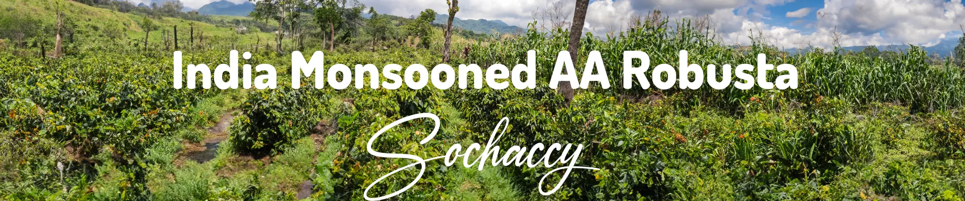 Kawa India Monsooned — świeżo palona Robusta, Owoce, Palarnia Sochaccy