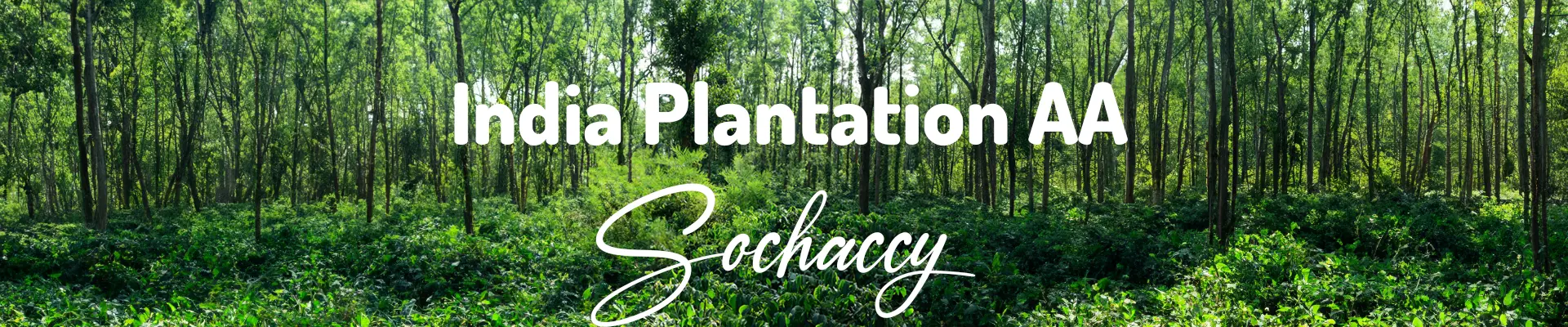 Kawa India Plantation — świeżo palona Arabica specialty 80,00 pkt SCA, Słodycz, Palarnia Sochaccy