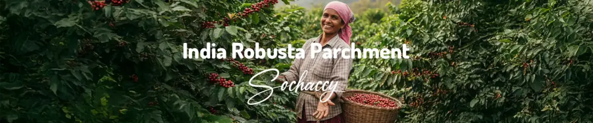 Kawa Indie Parchment — świeżo palona Robusta, Kakao, migdały, pełna konsystencja, Palarnia Sochaccy