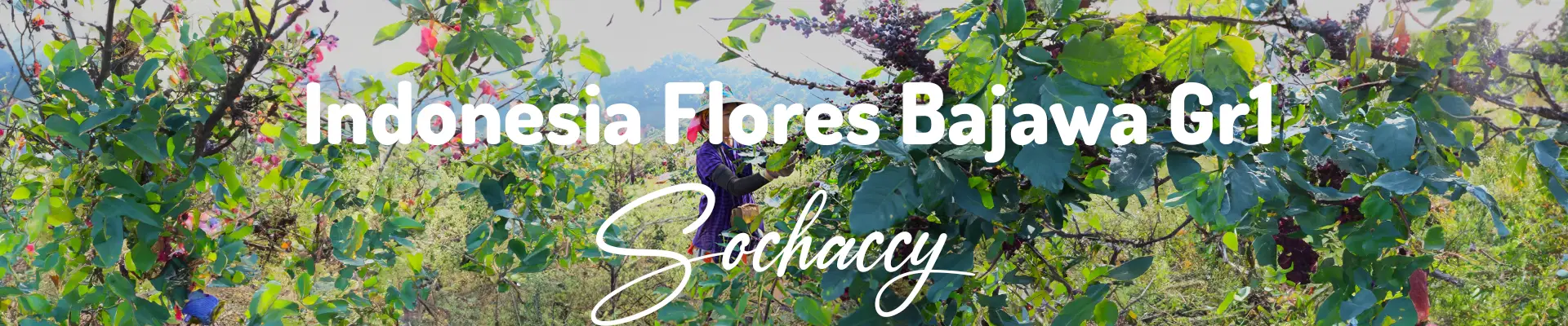 Kawa Indonezja Flores — świeżo palona Arabica specialty 86,50 pkt SCA, Kwiaty, Palarnia Sochaccy
