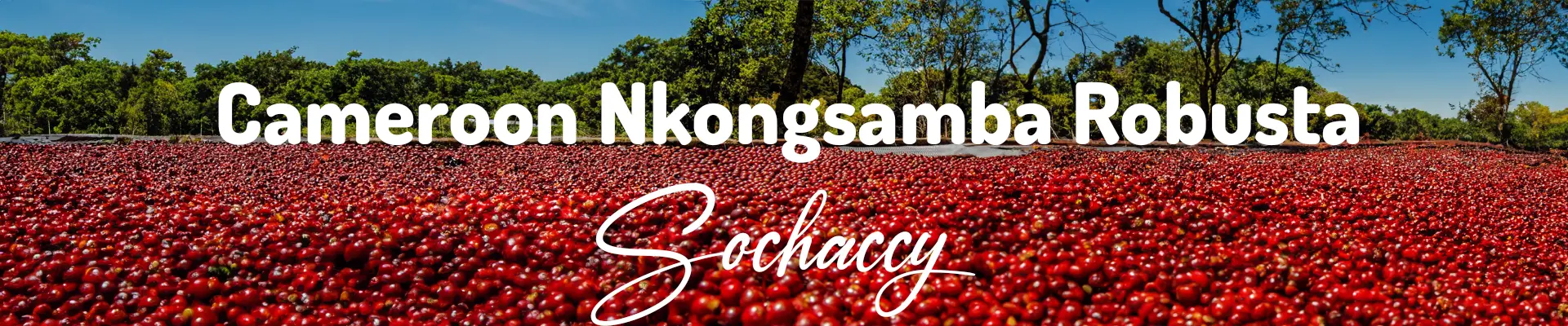 Kawa Kamerun Nkongsamba — świeżo palona Robusta, Zioła, Palarnia Sochaccy