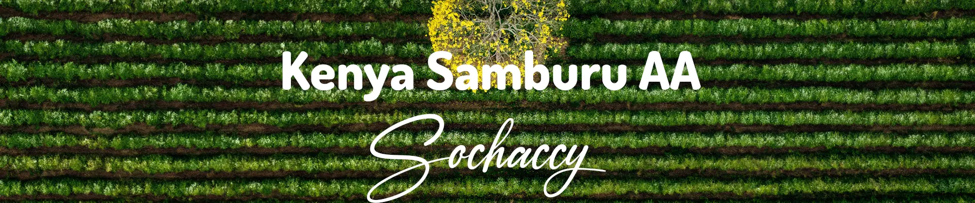 Kawa Kenia Samburu — świeżo palona Arabica, jeżyny, Palarnia Sochaccy