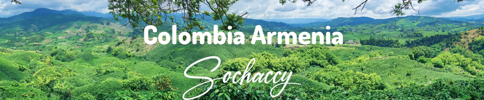 Kawa Kolumbia Armenia — świeżo palona Arabica, orzechy laskowe, Palarnia Sochaccy