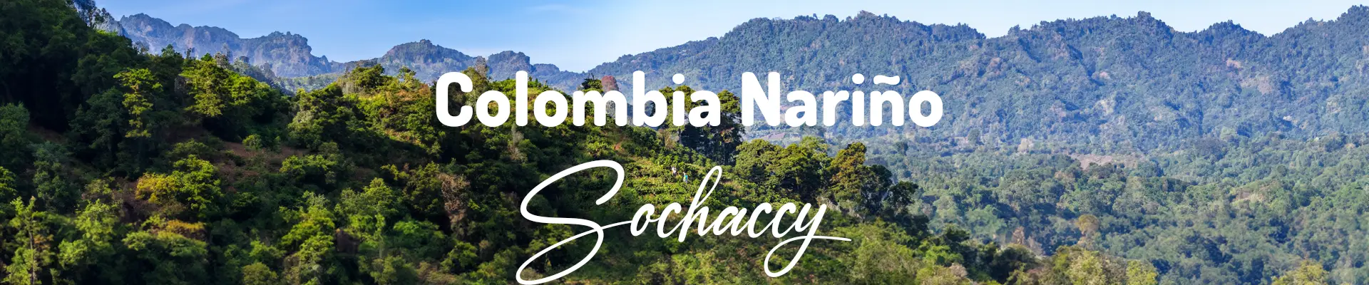 Kawa Kolumbia Nariño — świeżo palona Arabica, jaśmin, Palarnia Sochaccy