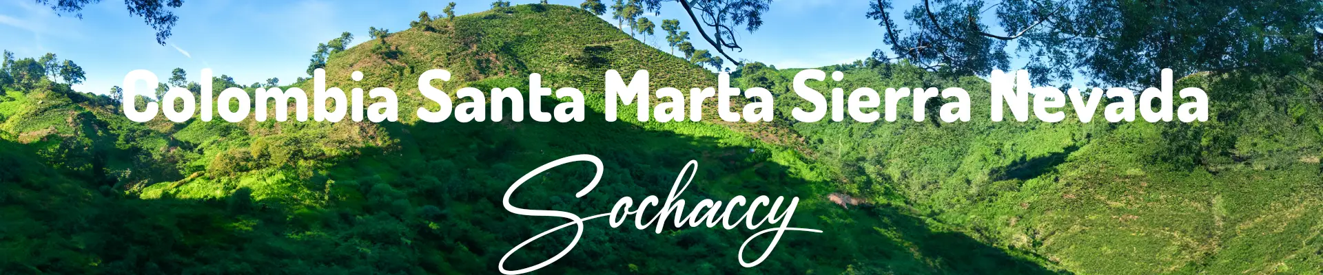 Kawa Kolumbia Santa Marta — świeżo palona Arabica specialty 83,25 pkt SCA, Maliny, Palarnia Sochaccy
