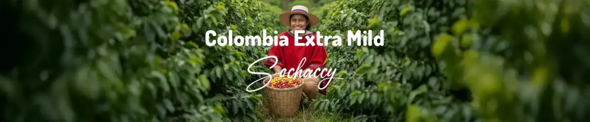 Kawa Kolumbia Extra Mild — świeżo palona Arabica, limonka, nuty słodowe, herbaciany charakter, mle…, Palarnia Sochaccy