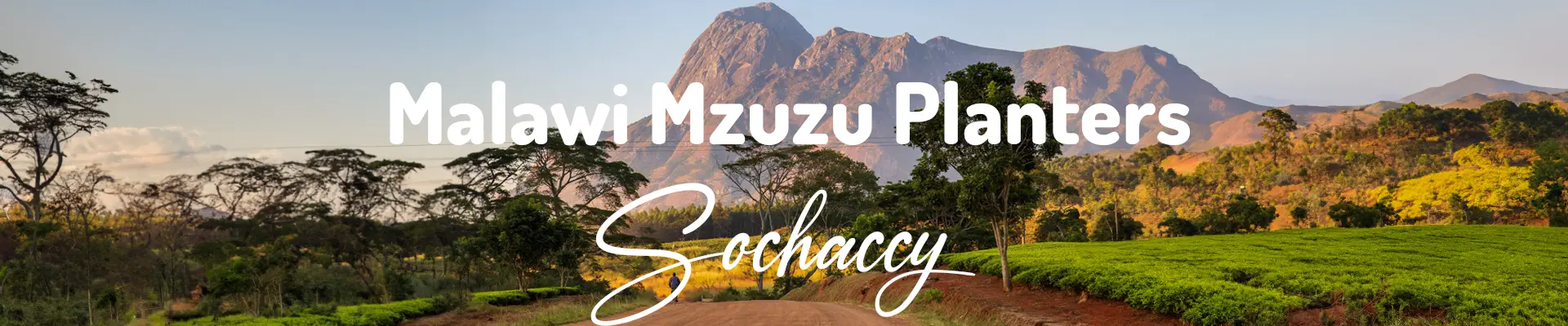 Kawa Malawi Mzuzu Planters — świeżo palona Arabica specialty 80,00 pkt SCA, Słodycz, Palarnia Sochaccy