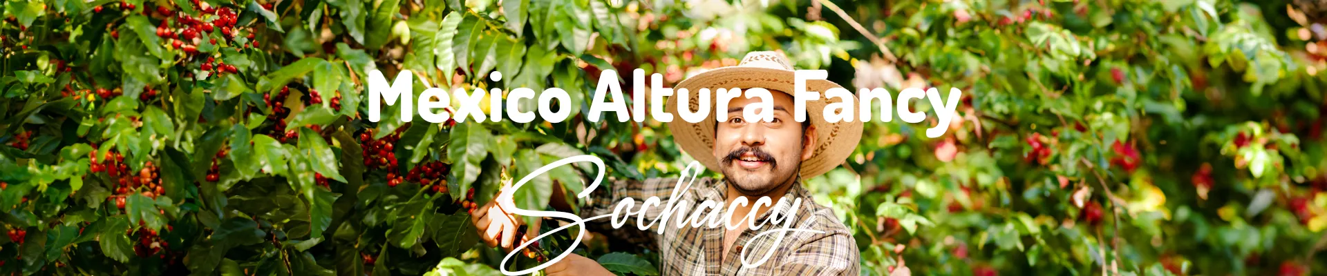 Kawa Meksyk Altura Fancy — świeżo palona Arabica specialty 84,50 pkt SCA, migdały, Palarnia Sochaccy