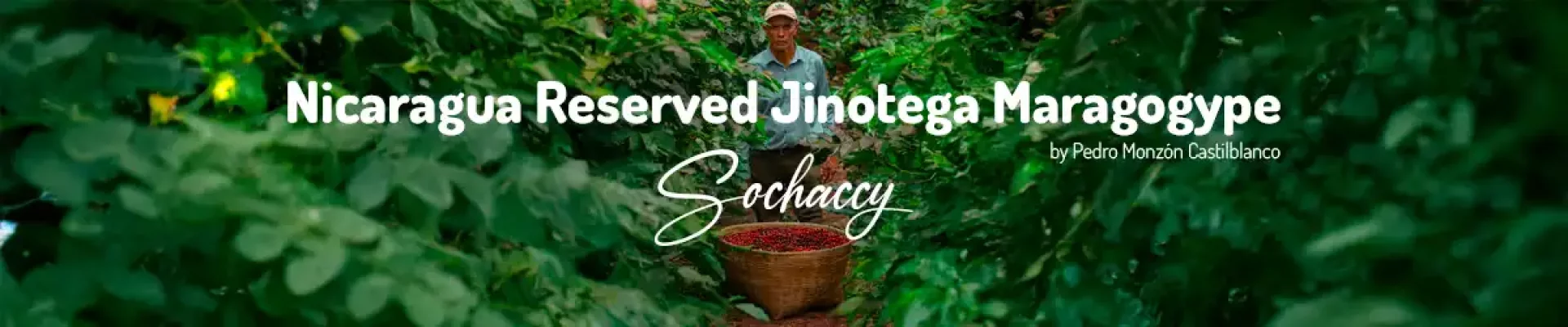 Kawa Nikaragua Reserved Jinotega-Maragogype — świeżo palona Arabica specialty <strong>Very Good Specialty</strong>, Owoce pestkowe, owoce cytrusowe, lekko kwiatowy,…, Palarnia Sochaccy
