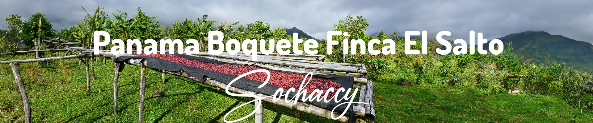Kawa Panama Boquete Finca El Salto — świeżo palona Arabica specialty 85,00 pkt SCA, Miód, Palarnia Sochaccy