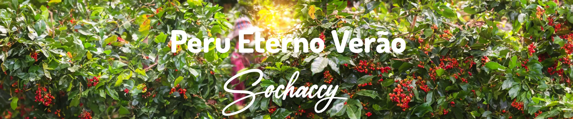 Kawa Peru Eterno Verão — świeżo palona Arabica specialty 83,00 pkt SCA, Czekolada, Palarnia Sochaccy