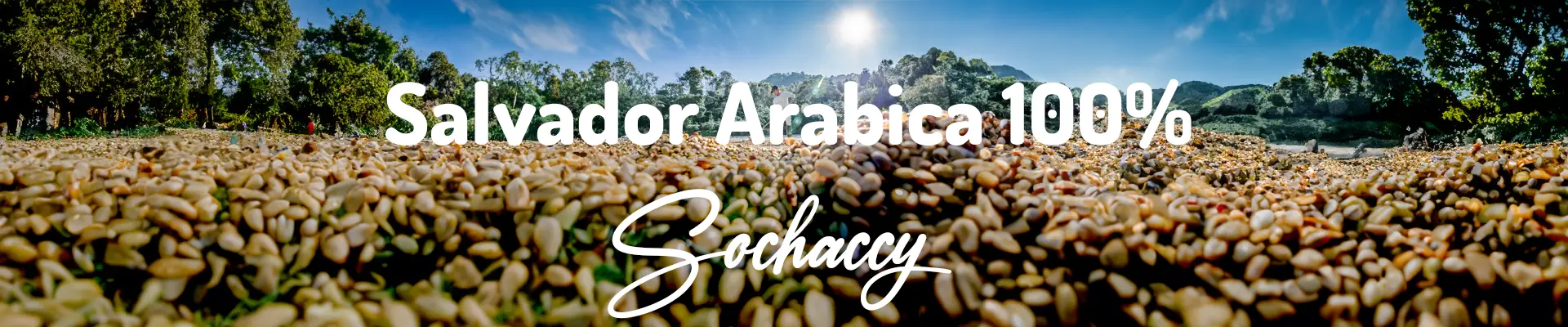 Kawa Salwador Arabica 100% 1kg — świeżo palona  , wyjątkowe nuty smakowe, Palarnia Sochaccy