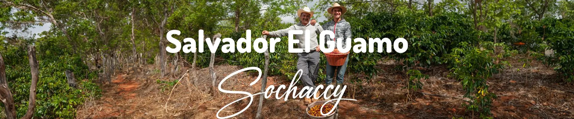 Kawa Salwador El Guamo — świeżo palona Arabica, jagody leśne, Palarnia Sochaccy