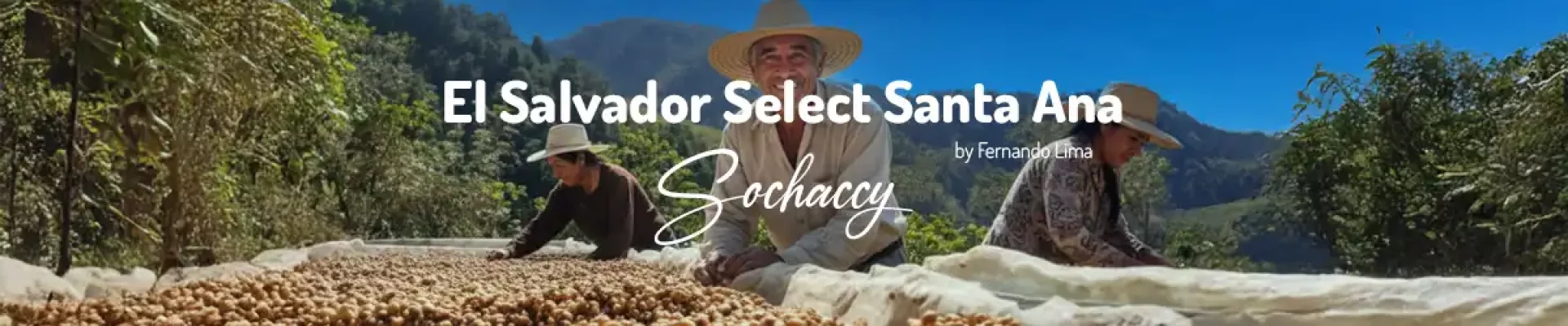 Kawa Salwador Select Santa Ana — świeżo palona Arabica specialty <strong>Very Good Specialty</strong>, zielone jabłko, orzech włoski, gruszka, Palarnia Sochaccy