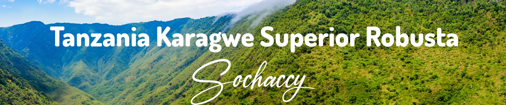 Kawa Tanzania Superior — świeżo palona Robusta, Czekolada, Palarnia Sochaccy
