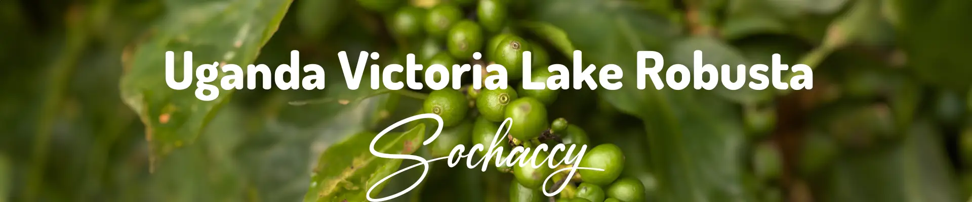 Kawa Uganda Victoria Lake — świeżo palona Robusta, karmel, Palarnia Sochaccy
