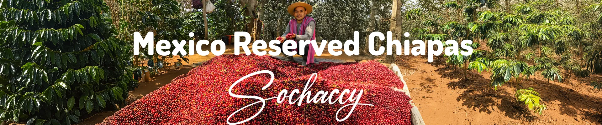 Kawa Meksyk Reserved Chiapas — świeżo palona Arabica specialty <strong>Very Good Specialty</strong>, Nuty smakowe, Palarnia Sochaccy