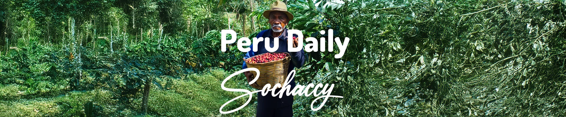 Kawa Peru Daily — świeżo palona Arabica specialty 82,00 pkt SCA, owoce gwiaździste, Palarnia Sochaccy