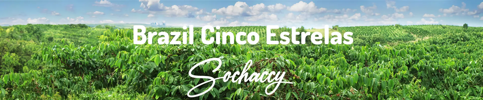 Kawa Brazylia Cinco Estrelas — świeżo palona Arabica specialty 81,75 pkt SCA, Słodycz, Palarnia Sochaccy