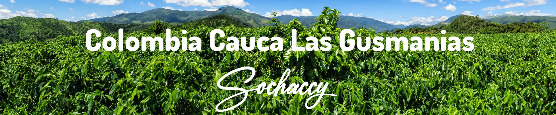 Kawa Kolumbia Cauca Popayán — świeżo palona Arabica specialty 84,00 pkt SCA, Karmel, Palarnia Sochaccy