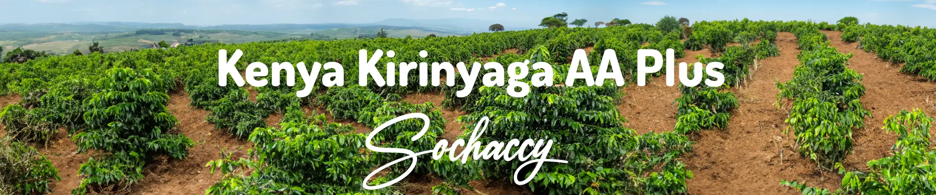 Kawa Kenia Kirinyaga — świeżo palona Arabica specialty 87,00 pkt SCA, Cytrusy, Palarnia Sochaccy