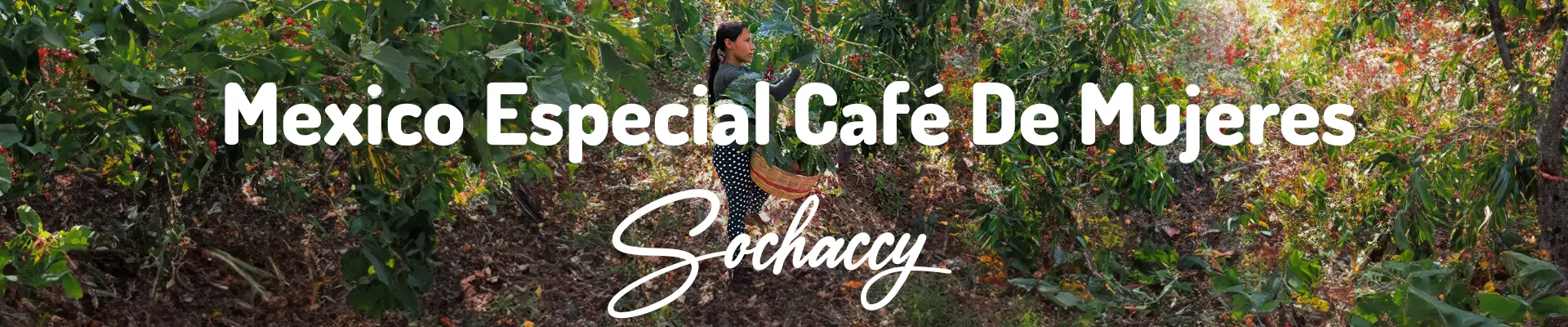 Kawa Meksyk Especial Café De Mujeres — świeżo palona Arabica specialty 85,00 pkt SCA, Mleczna Czekolada, Palarnia Sochaccy