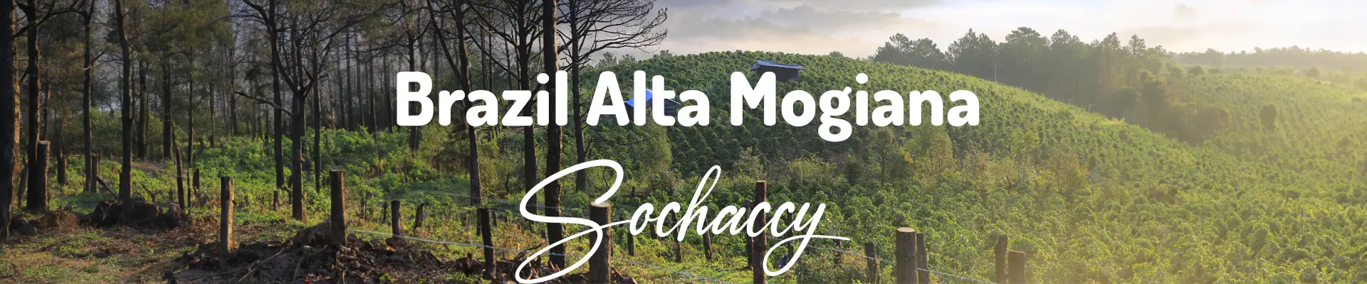 Kawa Brazylia Alta Mogiana — świeżo palona Arabica specialty 82,00 pkt SCA, Mleczna Czekolada, Palarnia Sochaccy