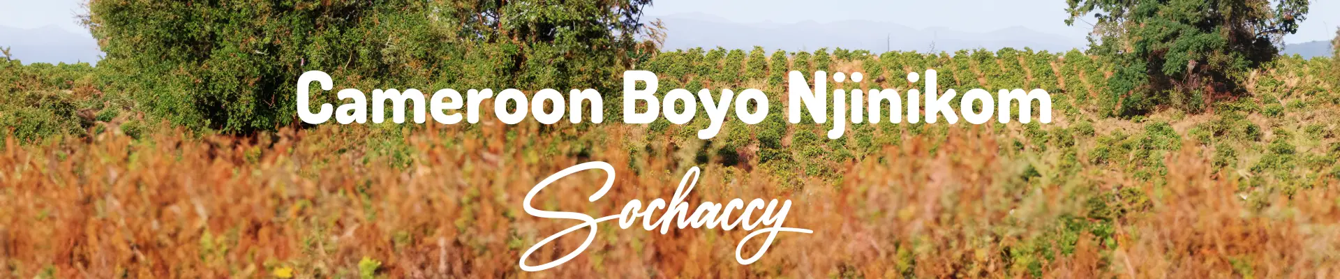 Kawa Kamerun Boyo Njinikom — świeżo palona Arabica specialty 81,50 pkt SCA, Maliny, Palarnia Sochaccy