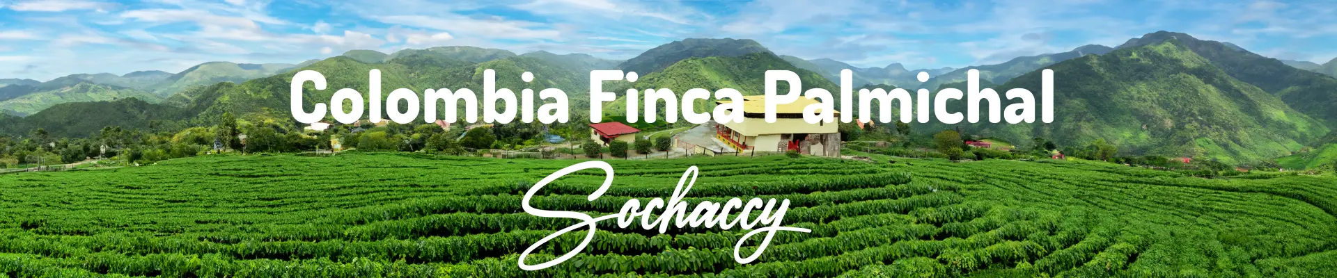 Kawa Kolumbia Finca Palmichal — świeżo palona Arabica specialty 84,50 pkt SCA, Jabłka, Palarnia Sochaccy