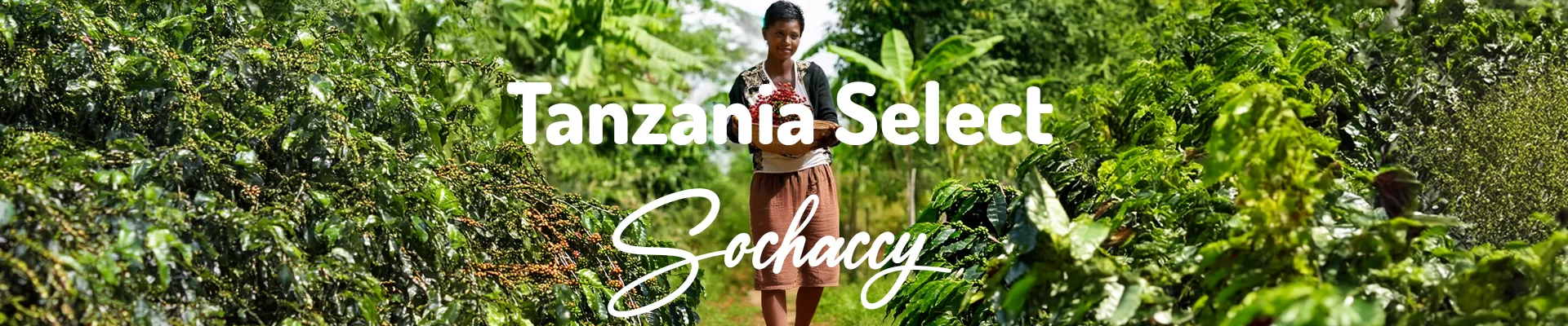 Kawa Tanzania Select — świeżo palona Arabica specialty <strong>Very Good Specialty</strong>, hibiskus, Palarnia Sochaccy
