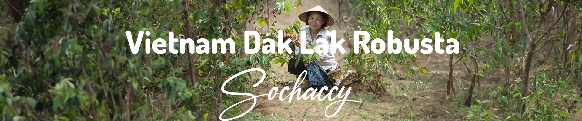 Kawa Wietnam Dak Lak — świeżo palona Robusta, Ciemna czekolada, Palarnia Sochaccy