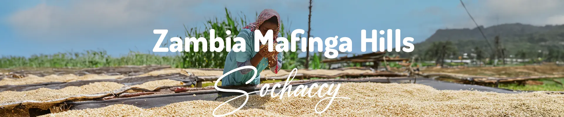 Kawa Zambia Mafinga Hills — świeżo palona Arabica specialty 80,00 pkt SCA, Miód, Palarnia Sochaccy