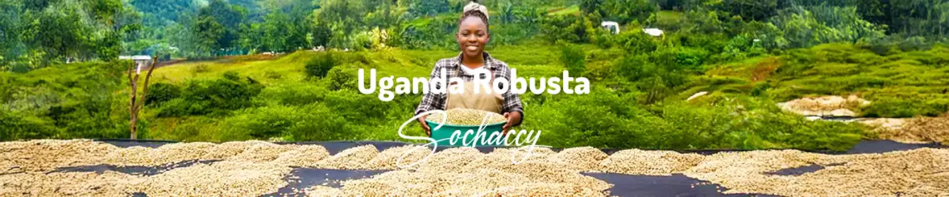 Kawa Uganda — świeżo palona Robusta, kakao w proszku, nugat, kremowość; niska kwasowo…, Palarnia Sochaccy