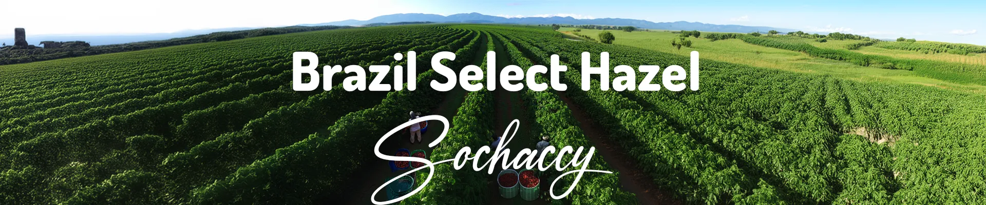 Kawa Brazylia Select Hazel — świeżo palona Arabica specialty <strong>Very Good Specialty</strong>, Orzechy laskowe, Palarnia Sochaccy