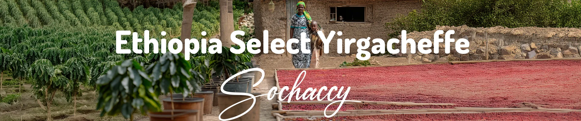 Kawa Etiopia Select Yirgacheffe — świeżo palona Arabica specialty 86,75 pkt SCA, jagody, Palarnia Sochaccy