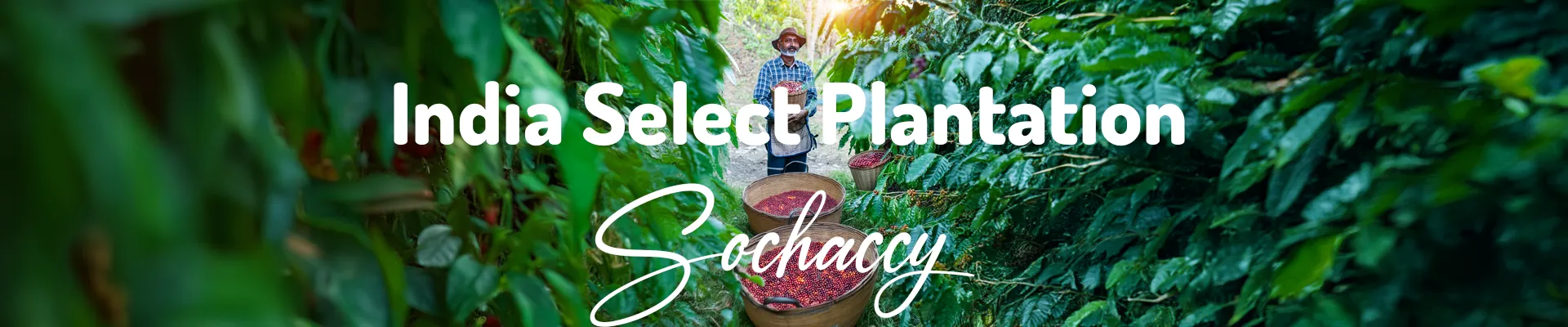 Kawa Indie Select Plantation — świeżo palona Arabica specialty 83,50 pkt SCA, Kakao, Palarnia Sochaccy