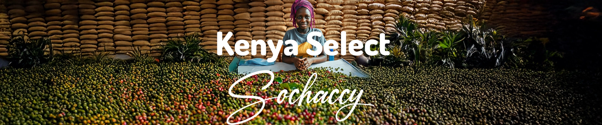 Kawa Kenia Select — świeżo palona Arabica specialty <strong>Very Good Specialty</strong>, czarna herbata, Palarnia Sochaccy