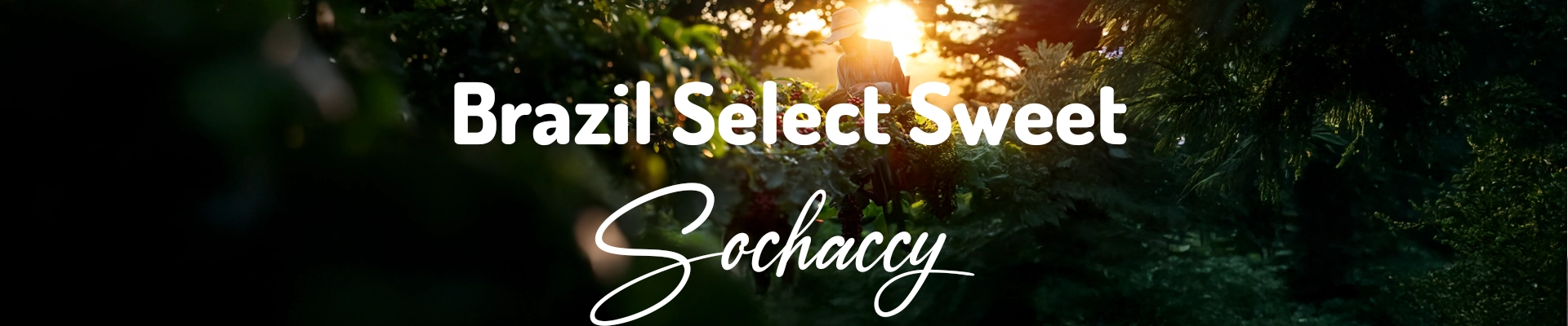 Kawa Brazylia Select Sweet — świeżo palona Arabica specialty 83,25 pkt SCA, miód, cukier, toffi, Palarnia Sochaccy
