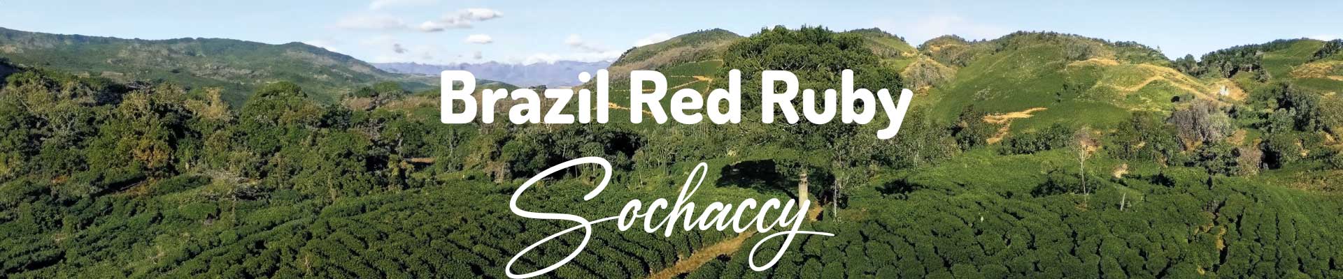 Kawa ziarnista speciality, świeżo palona Brazylia Red Ruby